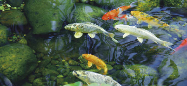 prospekt august fischteich fischfutter banner prospekt august fischteich fischfutter banner